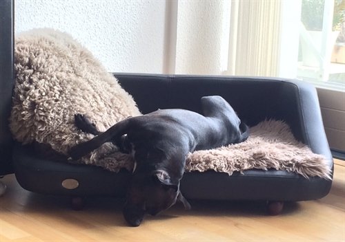 Hundesenge alt i hunde kurve, senge, læder sofa til hund ...