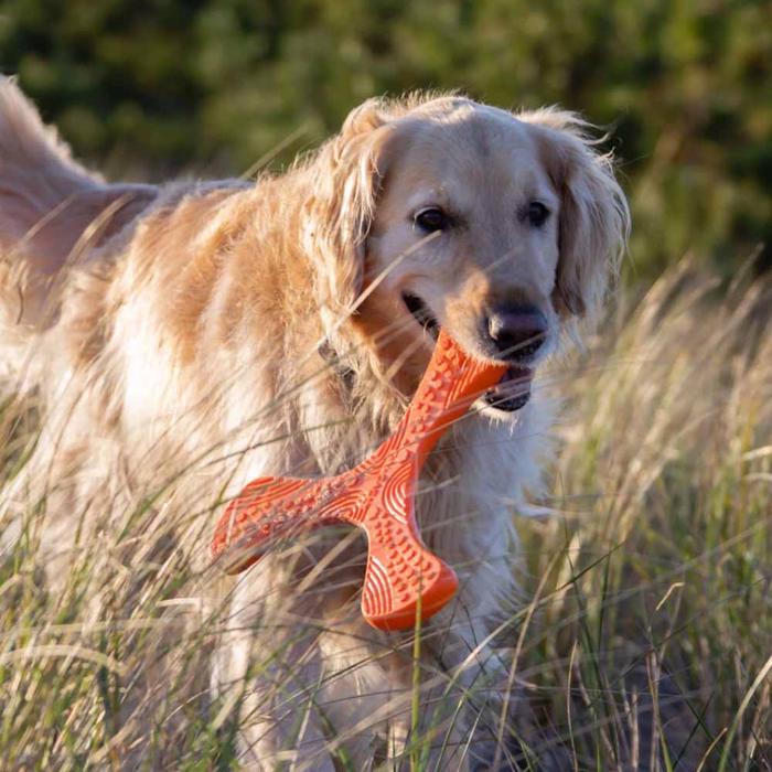 Frisbee til hund