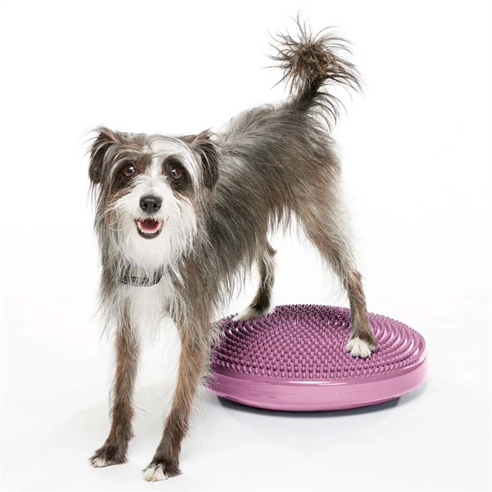 FitPaws K9 Balance  Disc Træning Til Hund Ø46 cm Razzleberry