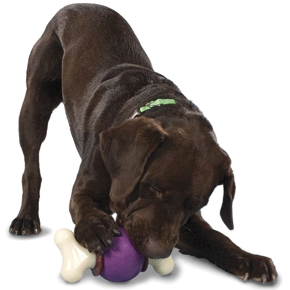 Busy Buddy Bouncy Bone Dog Toy Small