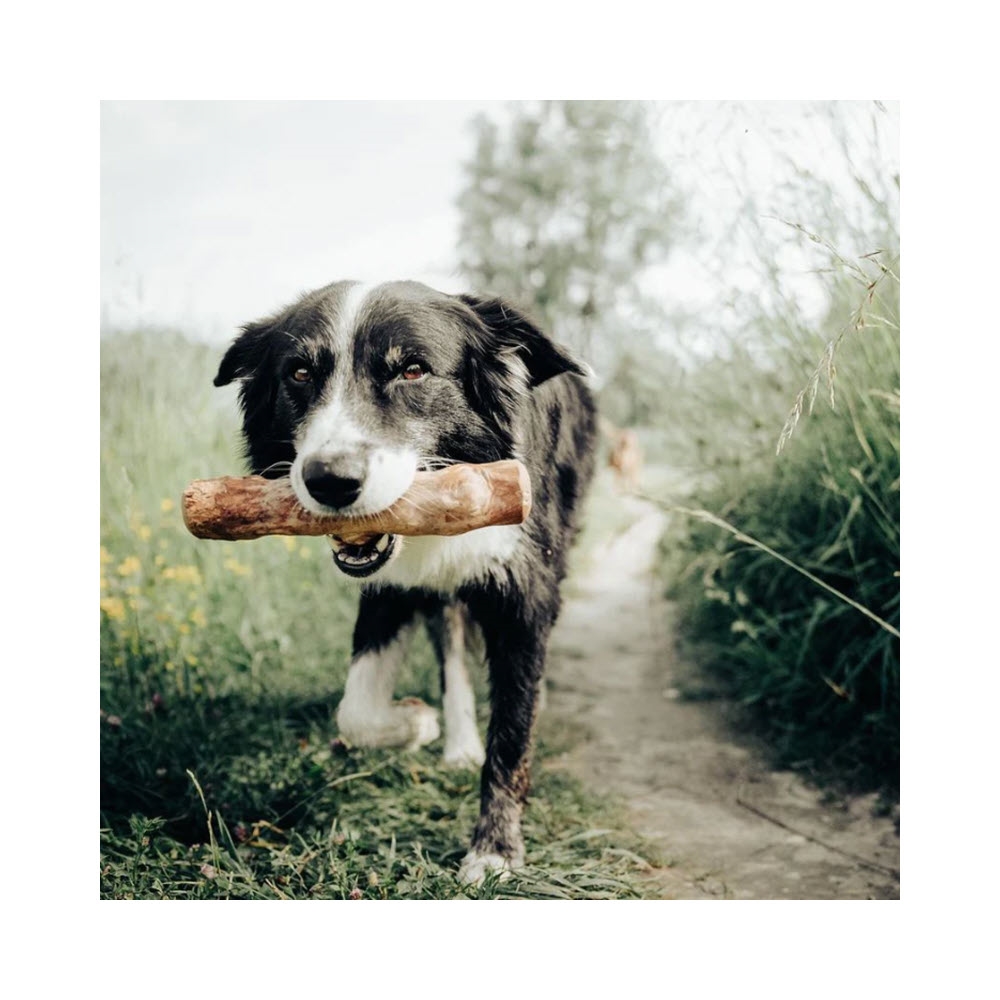 Canophera Kaffetræ Tyggepind Til Hund MEDIUM