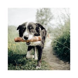 Canophera Kaffetræ Bæredygtig Tyggepind Til Din Hund MEDIUM