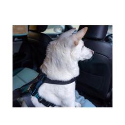 CarSafe Crash Testet Hunde Sele Til Bilkørsel Blue Black