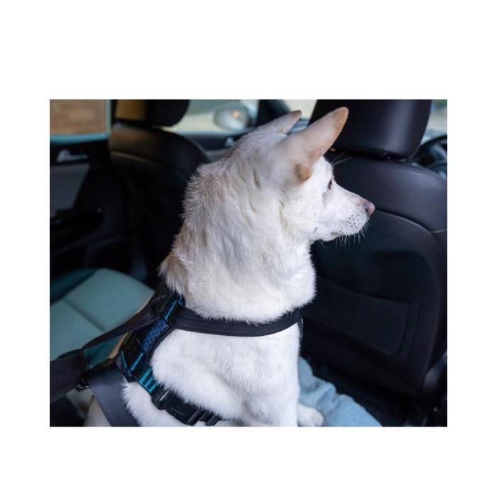 CarSafe Crash Testet Hunde Sele Til Bilkørsel Blue Black