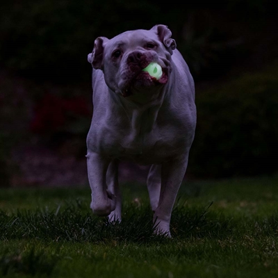 Bolde til hund