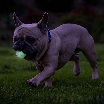 Bold til store hunde