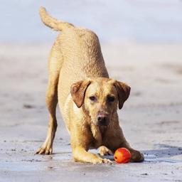 Chuckit Fetch Ball Herlige Bolde Til Alt Slags Leg 1-Pack ORANGE