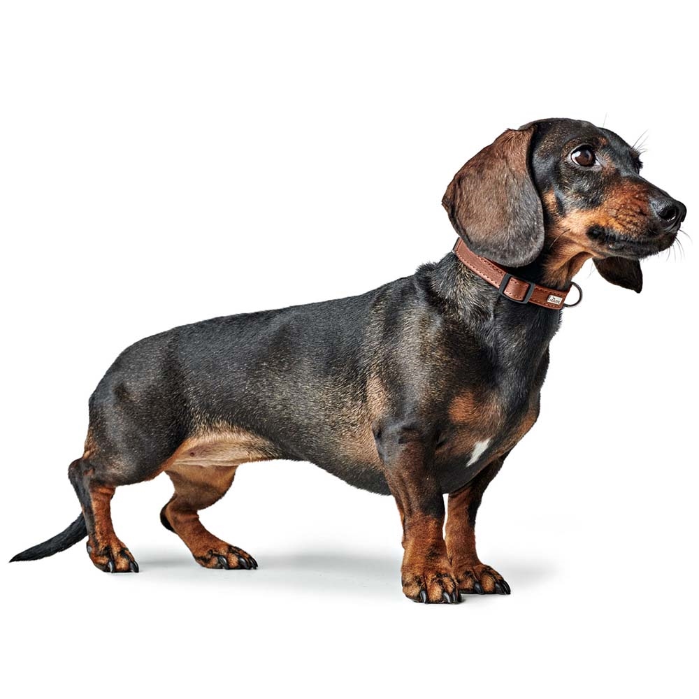 Hunter Round & Soft Geschirr: Leder für kleine Hunde | cognac