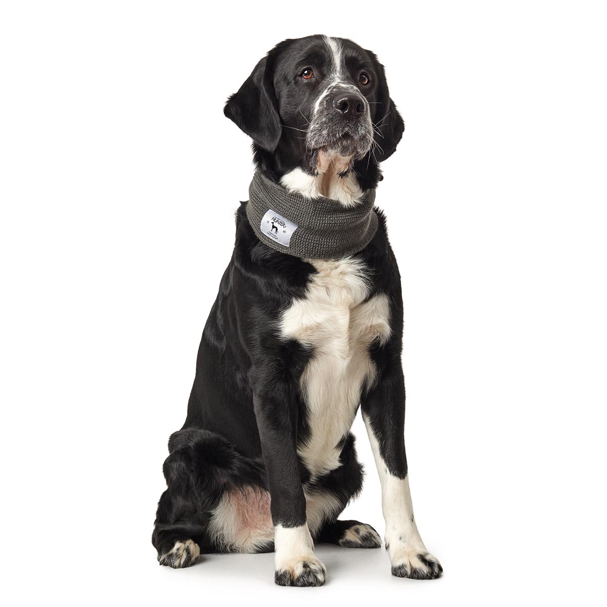Hunter Hunde