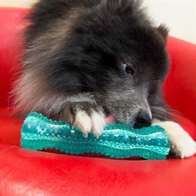 Kong Squeezz Dental Stick Leg og Tandrens 2i1