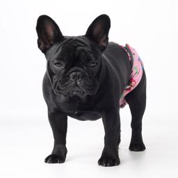 Løbetidsbukser til Franske Bulldog Smukt design