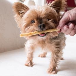 Earth Animal No-Hide Stix Dog American Beef 1 stk