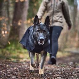 Regnjakke til hunden