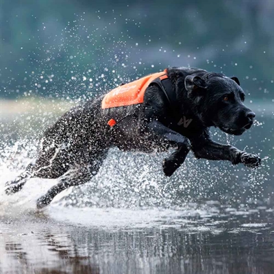 Jagt vest til hunden