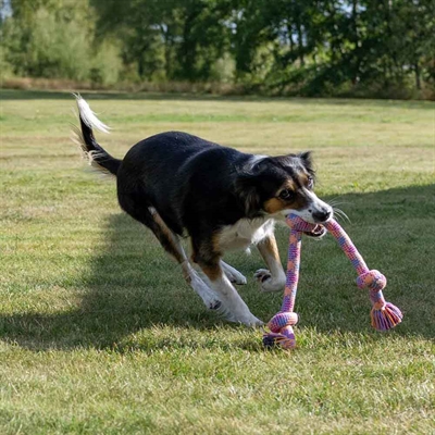 Hundelegetøj til aktive hunde