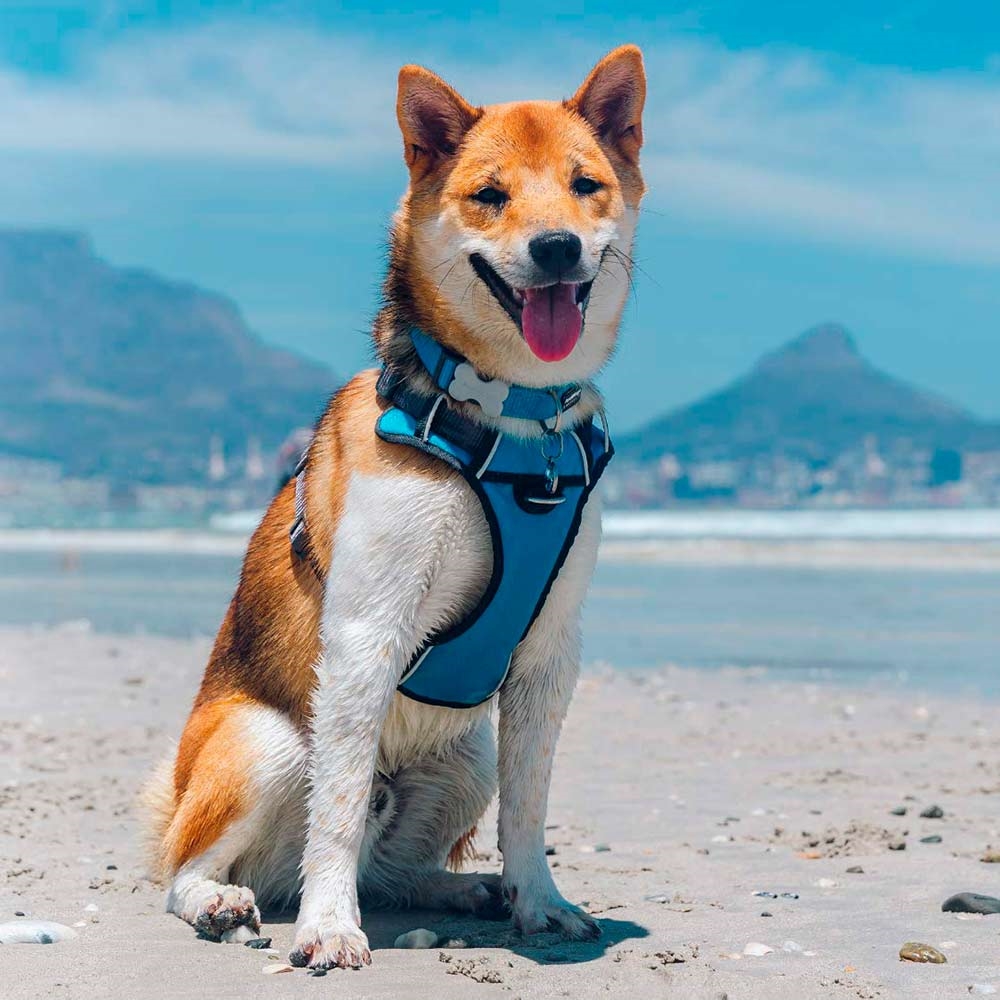 Dingo Polstret Hundesele