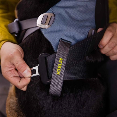 Hundesele til bil
