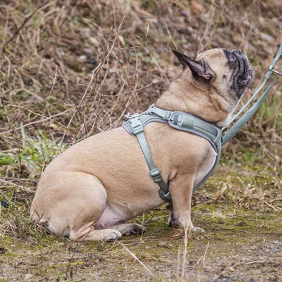 Hundesele til hunde med kraftig brystkasse