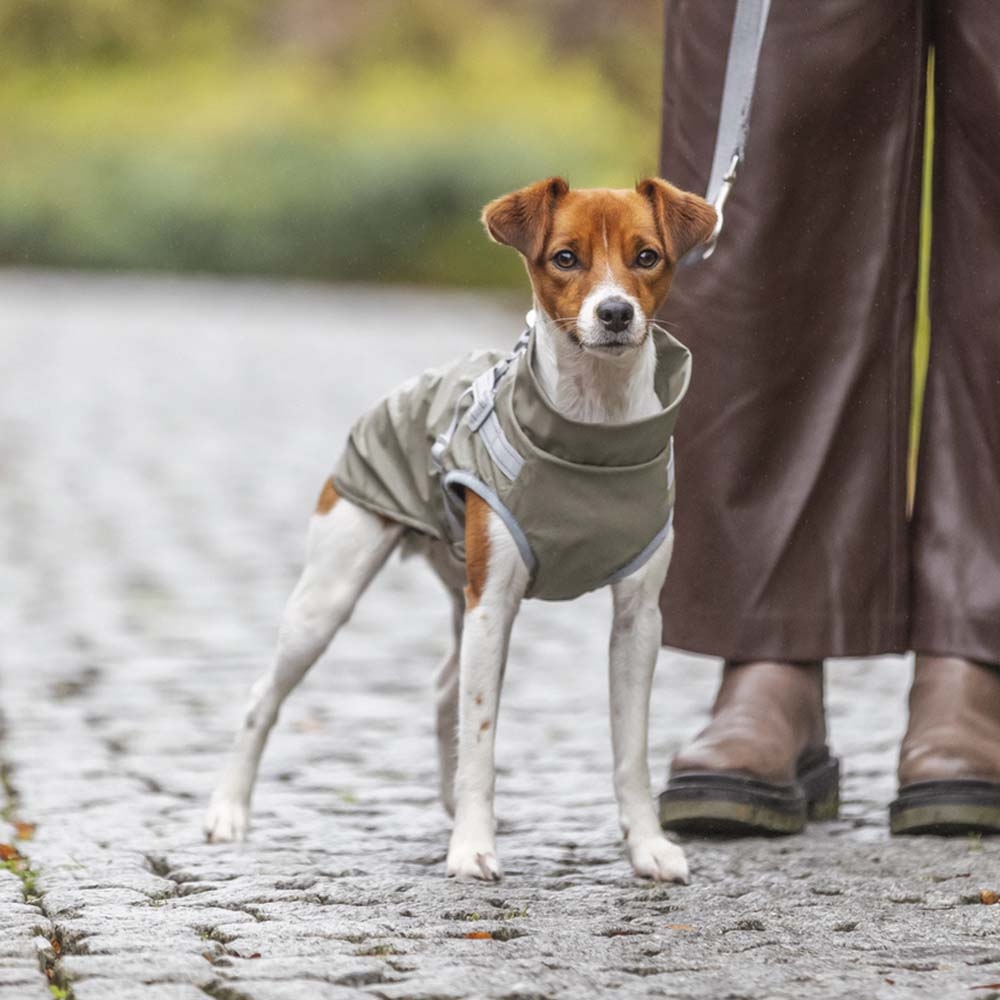 Regndækken til hund