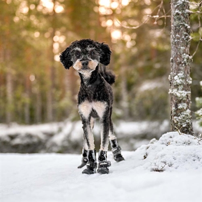 Finnero Halla Softshell Hundesko Beskyt Hundens Poter