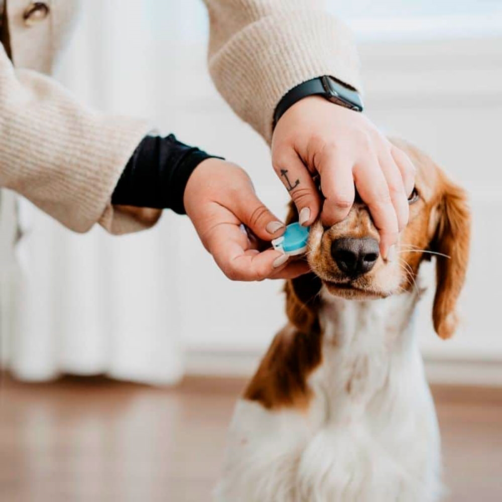 hår Stor vrangforestilling Saucer Bellylabs Graviditets Test Til Hund