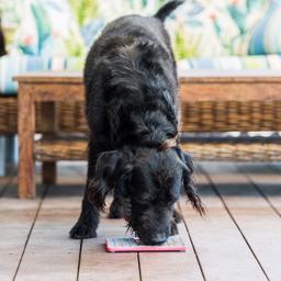 LickiMat Hunde Mad Måtte Buddy TUFF Fodring Med Aktivering Red