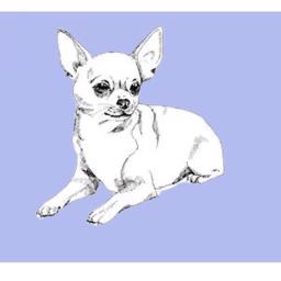 Vet Bed i Baby Blå Antislip Med Chihuahua