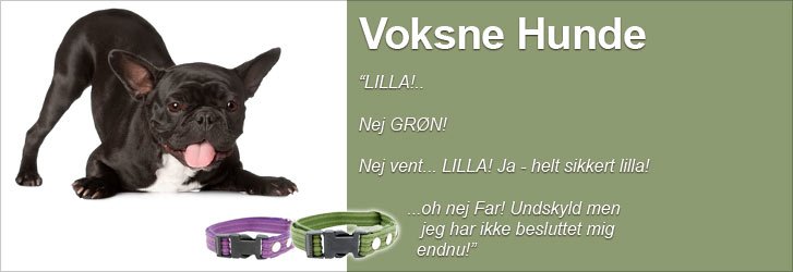 Hunde Hålsband-Nylon