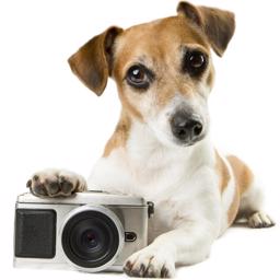 Få taget fotoshoot med dit kæledyr