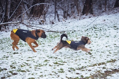 Julius K9 Neopren Hundedragt Til kulde Regn og Slud