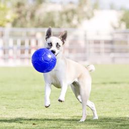 Jolly Pets Soccer Ball Blue Den Originale Hunde Fodbold