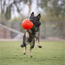 Jolly Pets Soccer Ball Orange Den Originale Hunde Fodbold