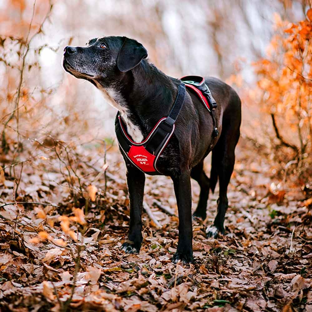 julius k9 guard your joints