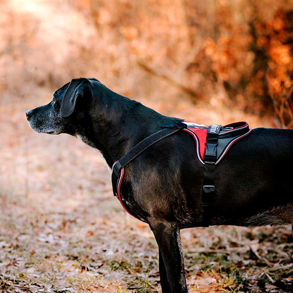 julius k9 guard your joints