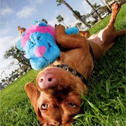 KONG Cozie Brights King The Purple Haired Lion Kære Oscar