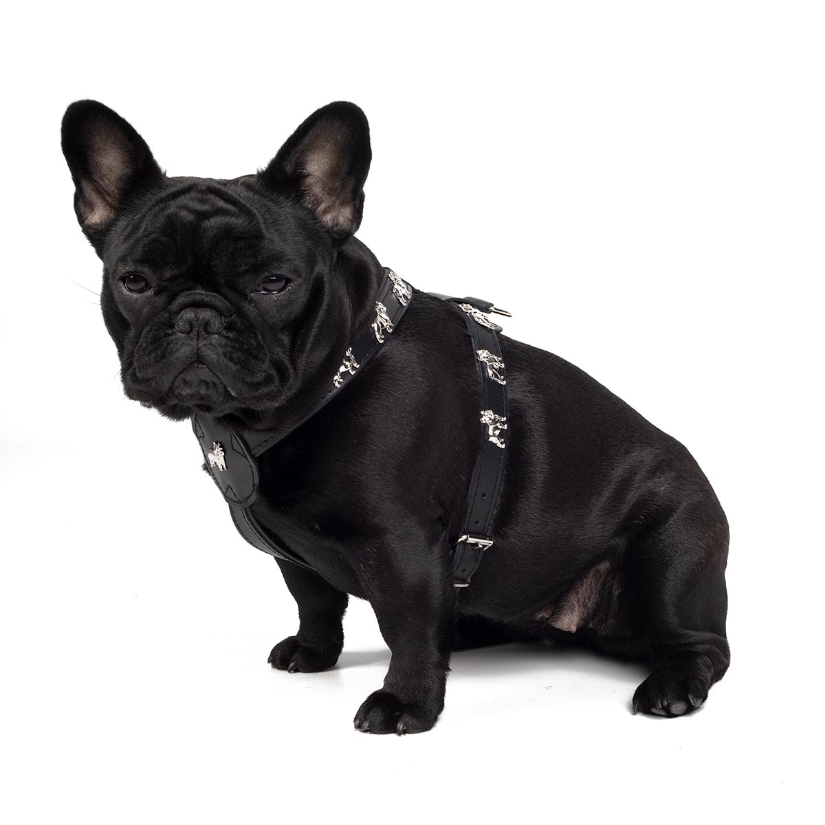 Læder Sele Til Fransk Bulldog Magic Frenchie Sort