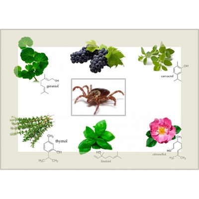 VitaPetz Utøjs Forebyggelse Til Hunden Protect Spot-on Pipetter - JUN DATOVARER