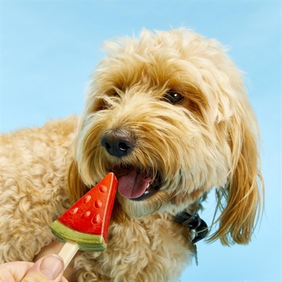 Pup Ice Frugt Is Sjove Hundeis Med Vandmelon 3stk Small