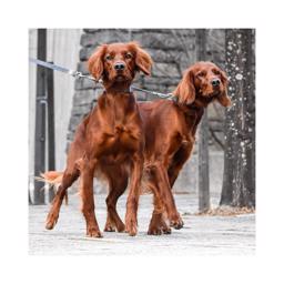 Seleverkstedet Twin Leash Koppel Til Gåtur Med To Hunde 50cm