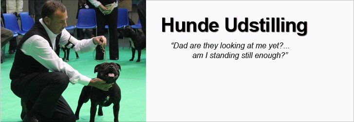 Hunde Udstillings Udstyr