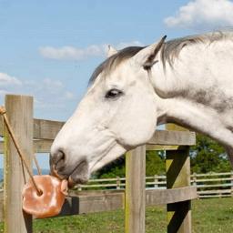 Himalaya Saltsten Til Hest 2-3 kg