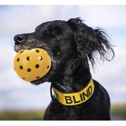 Trixie Holey Bold Med Bjælde Til Hunde Med Dårligt Syn